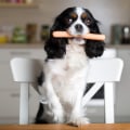 Can a dog eat hot dog bun?